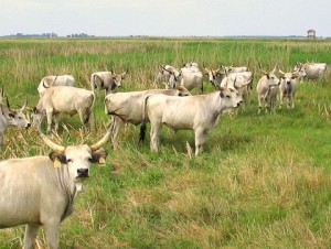Marha koeien