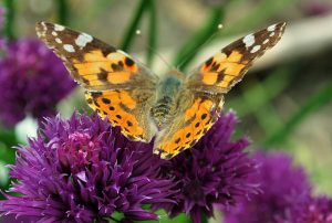 duna ipoly nationalpark 05